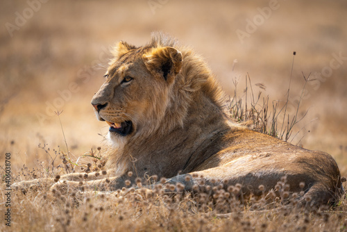 Panthera leo melanochaita lying on the ground under the sunlight with a blurry background photo