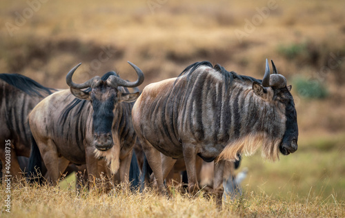 Herd of blue wildebeests in a meadow under the sunlight in the Ngorongoro Conservation Area photo