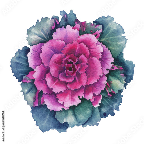 Watercolor design of flowering Kale flowers and leaves.