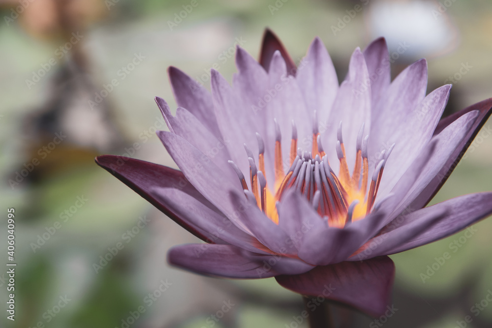 Closeup lotus or water lily flower on natural background. Closeup lotus or water lily flower on natural background.