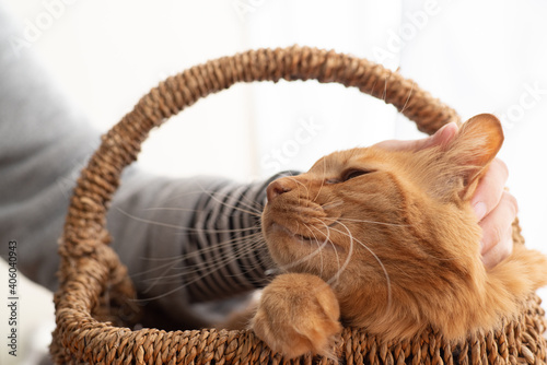 猫を撫でる　茶トラ猫