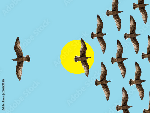 Collage of birds flock in flight with one bird moving in opposite direction photo