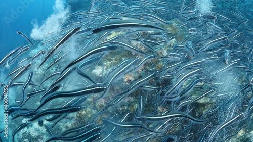 convict blenny fish digging the sand to make a place underwater ocean scenery of animal behaviour  photo