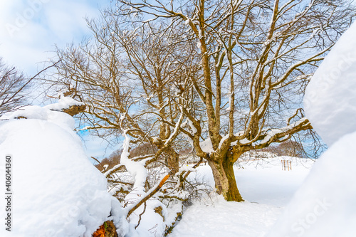 Walking towards the Oianleku natural park at sunrise, snowy beech forest in the town of Oiartzun in Peñas de Aya, Gipuzkoa. Basque Country photo