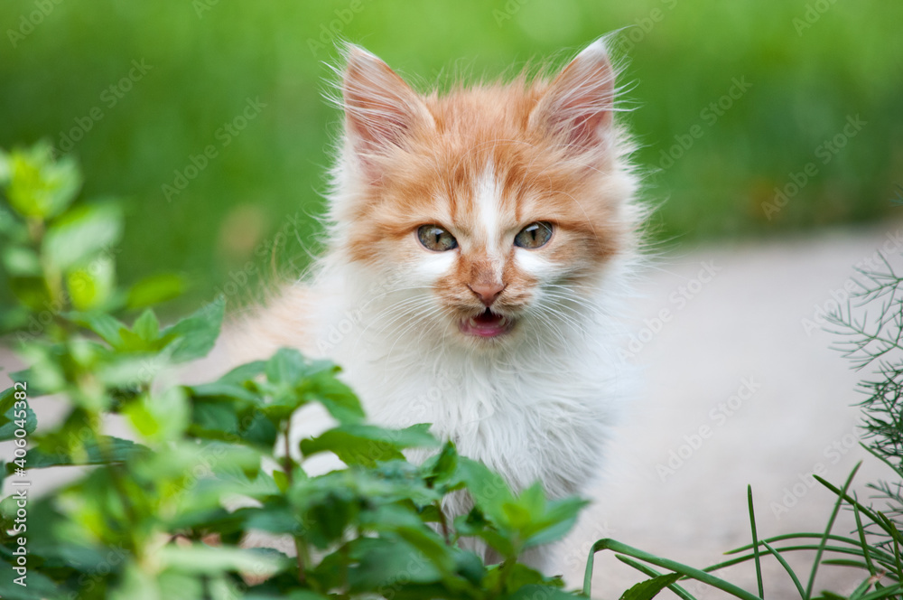 A little orange and white kitten grits it's teeth