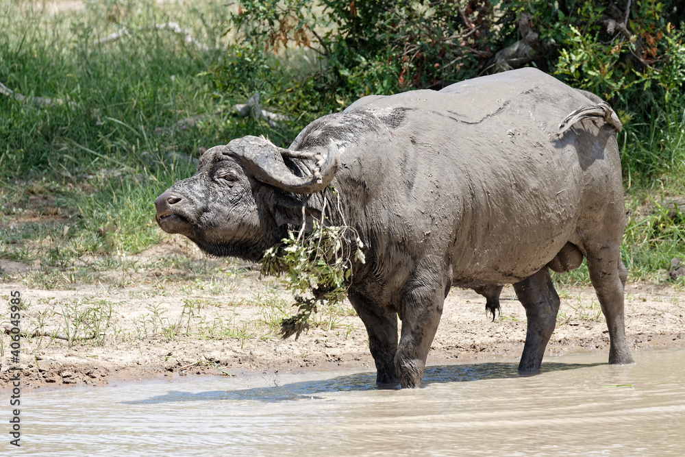 Irritated muddy buffalo has branch stuck in horn Irritated muddy buffalo has branch stuck in horn
