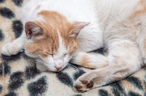 The cat sleeps on a tiger