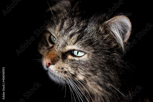 Fototapeta Naklejka Na Ścianę i Meble -  Portrait of a cat on a black background.