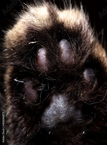 Cat paw close up as background.