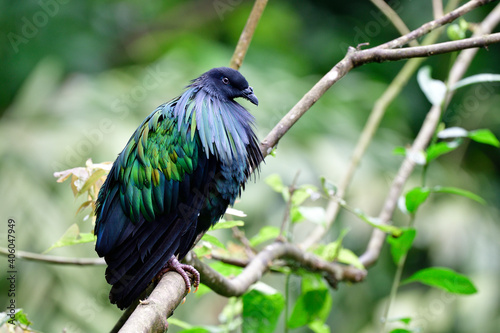 Nicobar pigeon or dove (Caloenas nicobarica) peacefully perching on tree branch photo