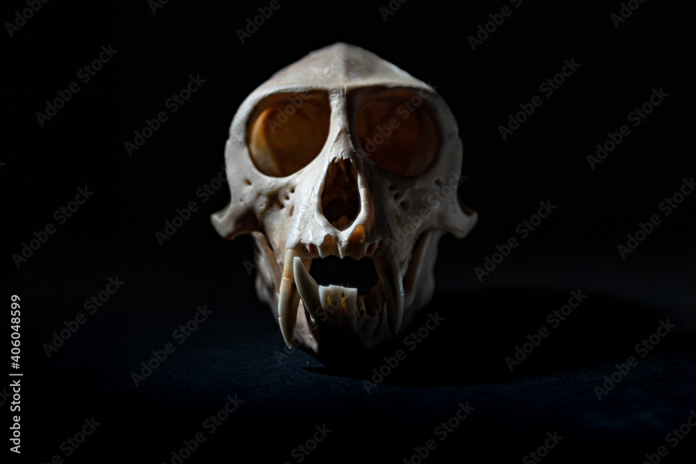 Monkey Skull Monkey Skull