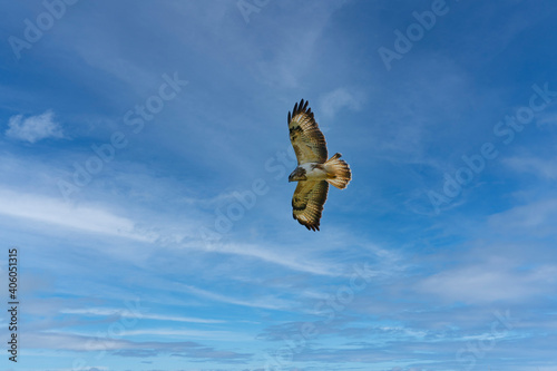 Beautiful adult buzzard eagle, Buteo buteo, in flight with cloudy blue sky background. Flying bird of prey screaming with vibrant colors and space for text