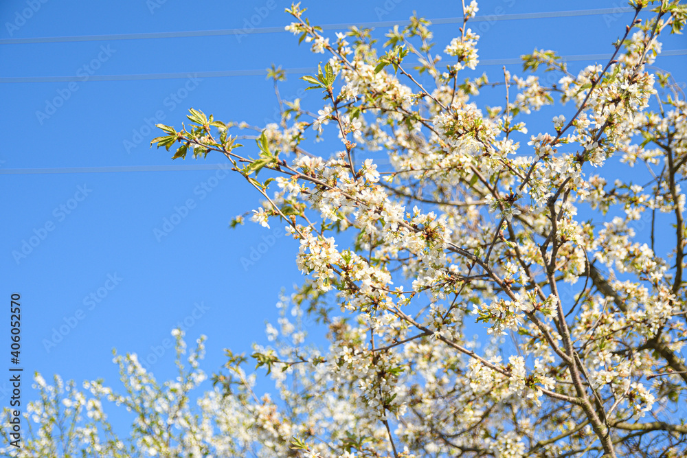 Fruit trees bloom in spring against a background of blue sky and other flowering trees. Close-up Fruit trees bloom in spring against a background of blue sky and other flowering trees. Close-up