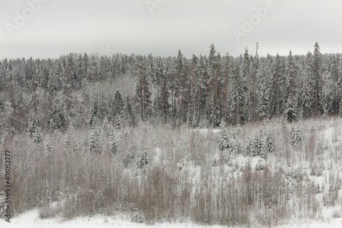 Snowy lowlands with pines and fir-trees on a Russian cold winter. 
