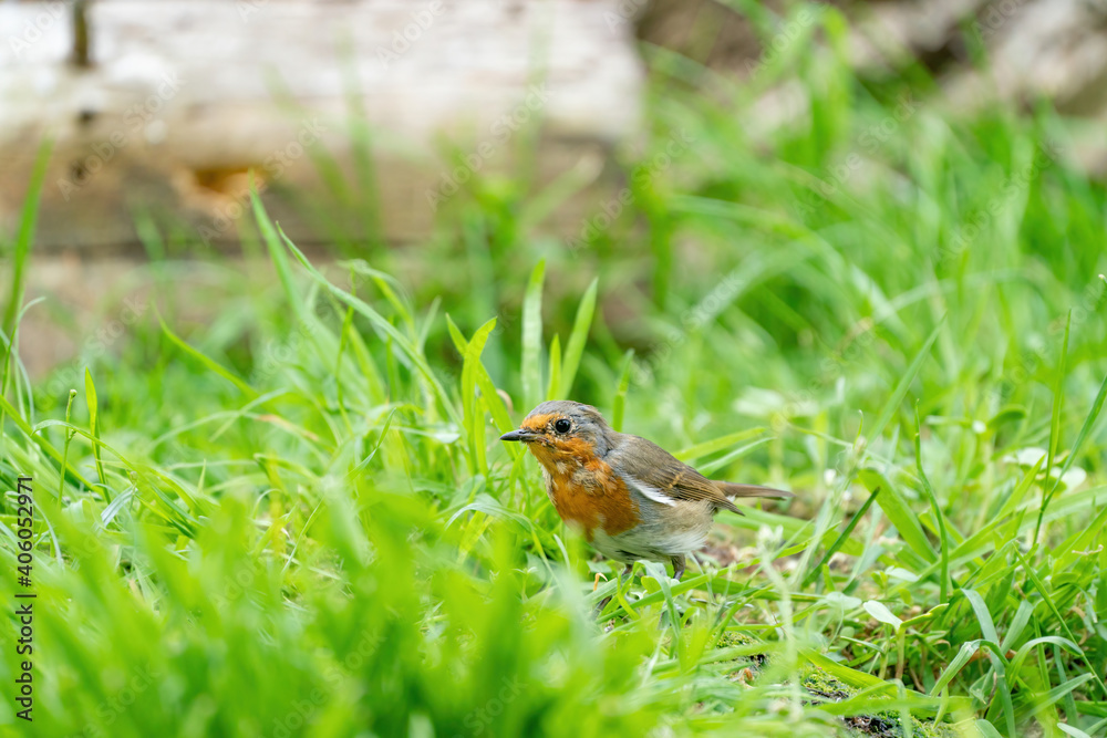 Close-up portrait of an European robin walking in grass in a forest during summer Close-up portrait of an European robin walking in grass in a forest during summer