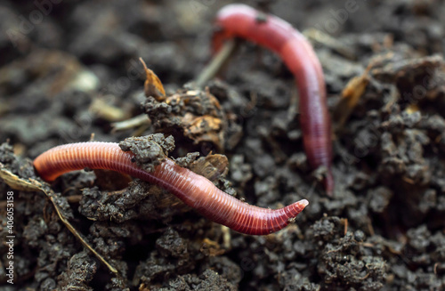 Red earthworms on the compost. Close up.