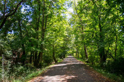 path in the forest