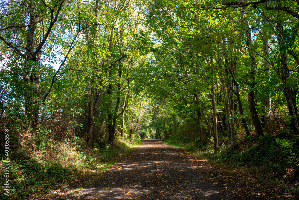 Obraz premium path in the forest