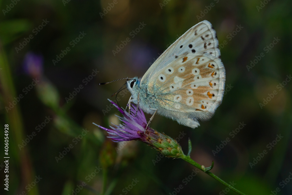 Chalkhill blue, Polyommatus coridon, small butterfly on the branch with green background Chalkhill blue, Polyommatus coridon, small butterfly on the branch with green background