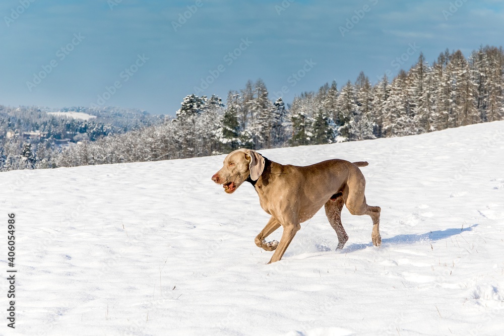 Dog breed Weimaraner, portrait in winter, in the snow. Happy weimaraner dog. Hunting dog running in the snow on a background of snowy forest.
