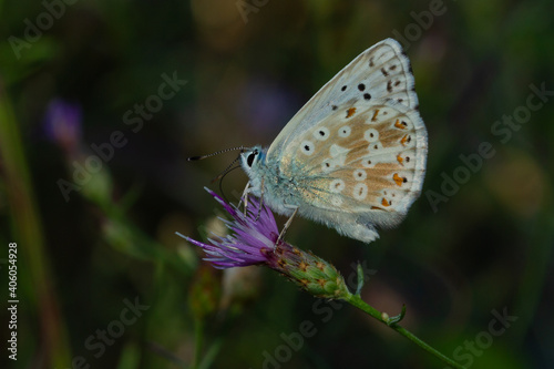 Chalkhill blue, Polyommatus coridon, small butterfly on the branch with green background