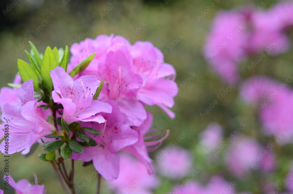Fototapeta premium 越生町 五大尊つつじ公園のツツジ