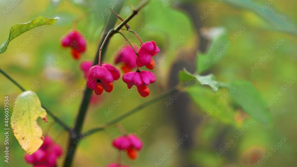 Red wild fruits with green leaves in autumn season Red wild fruits with green leaves in autumn season
