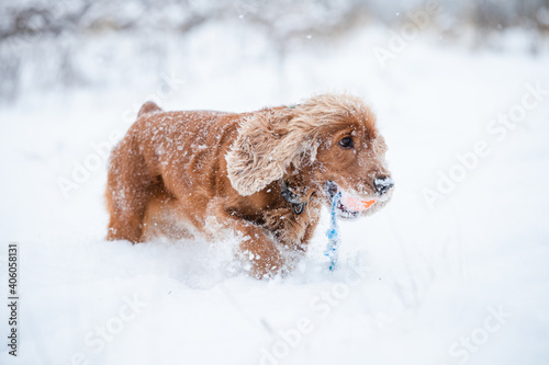 Cocker spaniel playing on field full of snow