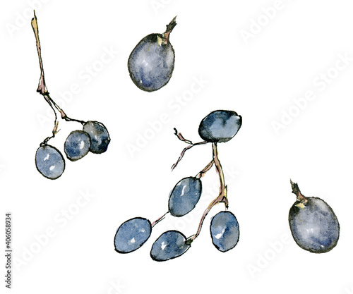Watercolor illustration of violet grapes in the sketch style, drawn by hand isolated on white background.