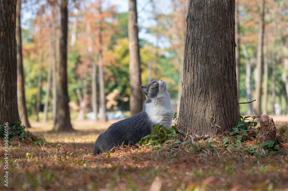Fototapeta premium British shorthair cat on the grass beside the tree