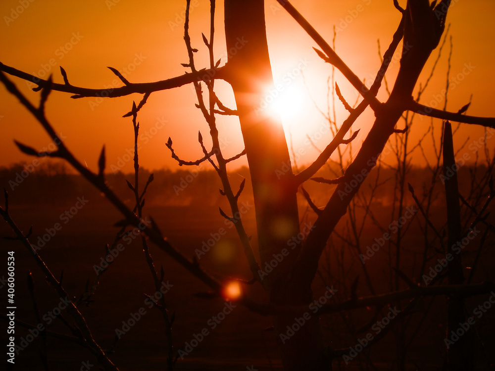 Fototapeta premium Abstract natural background is not sharp. Branches of tree with swollen spring buds, blossoming spring nature, painted in warm tones of setting summer sun. Soft background without focus