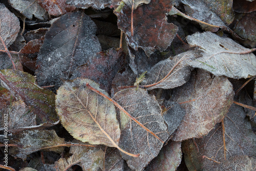 Herbstlaub