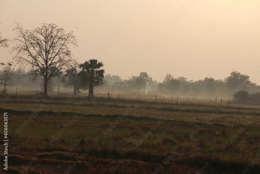Close up landscape of rice field in the morning Close up landscape of rice field in the morning