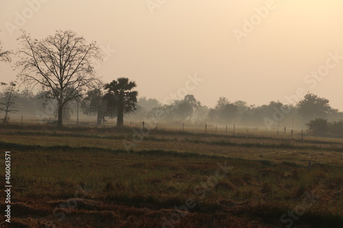 Close up  landscape of  rice field  in the morning