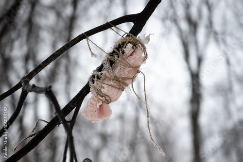 Winter feeding of birds in the park. A piece of bacon is tied with a cord to a tree branch. Bird care.