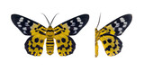 tropical butterfly and moth