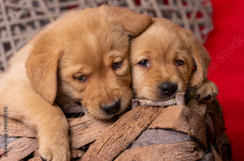 two yellow labrador puppies look cute over the edge of a basket. Love red theme. Space for text.