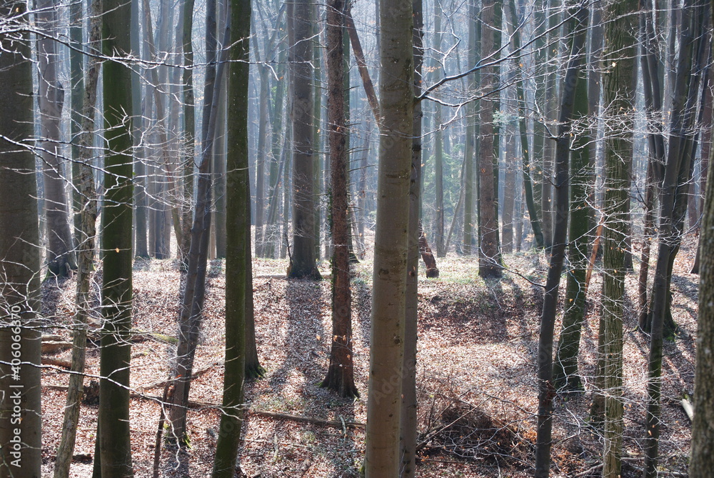 Fototapeta premium Wald