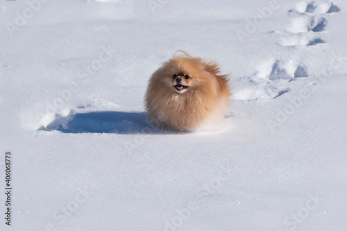 Closeup shot of a cute fluffy Pomeranian dog resting on the snow in sunlight © fuen30