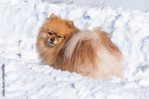 Closeup shot of a cute fluffy Pomeranian dog on a snow © fuen30