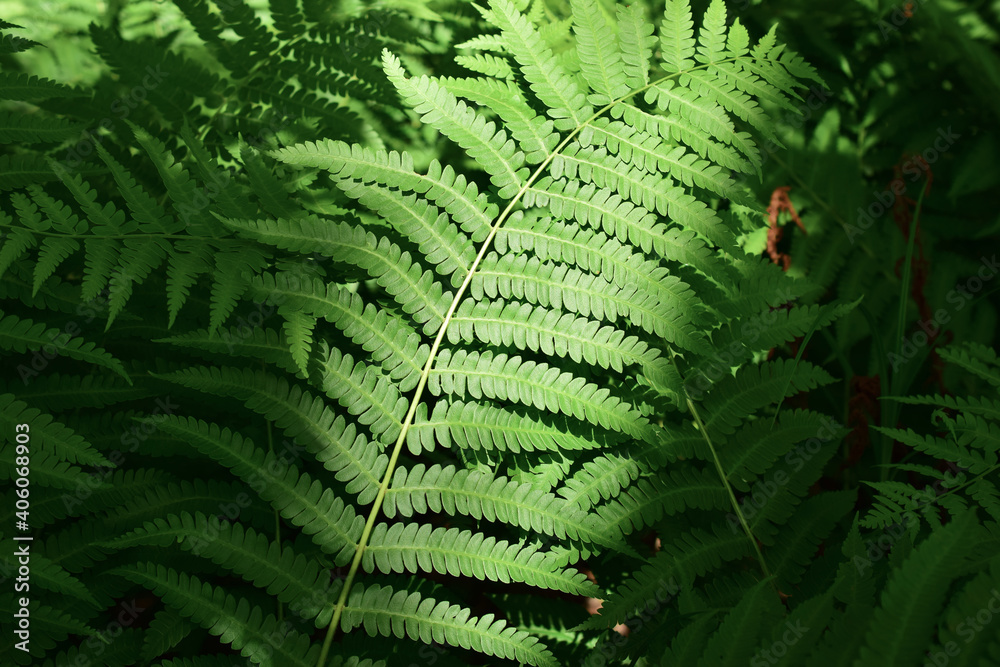 Fern leaf.  Common bracken (lat. Pteridium aquilinum) is a perennial herbaceous fern of the Dennstaedtia family (Dennstaedtiaceae). 