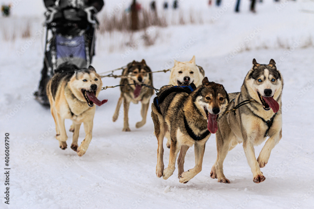 Wintertime  - Sled Dogs having fun