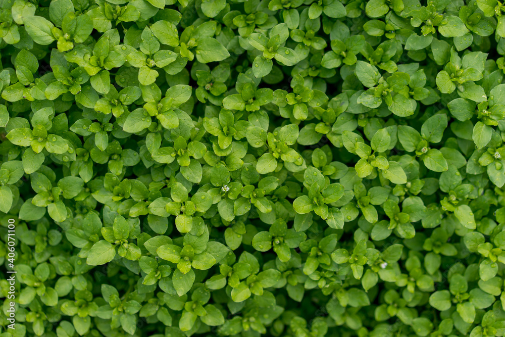 background of green leaves