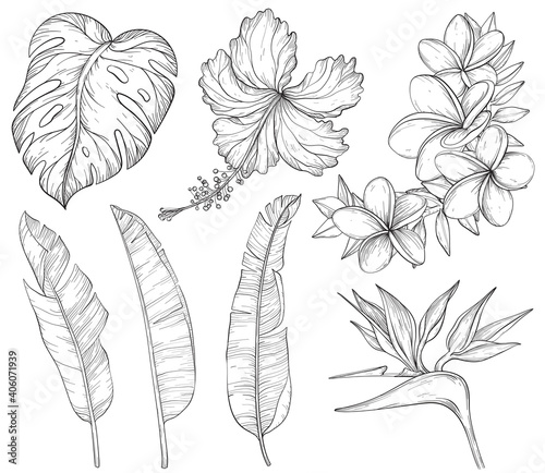 Summer tropical palm leaves and flowers, jungle plants. Black and white