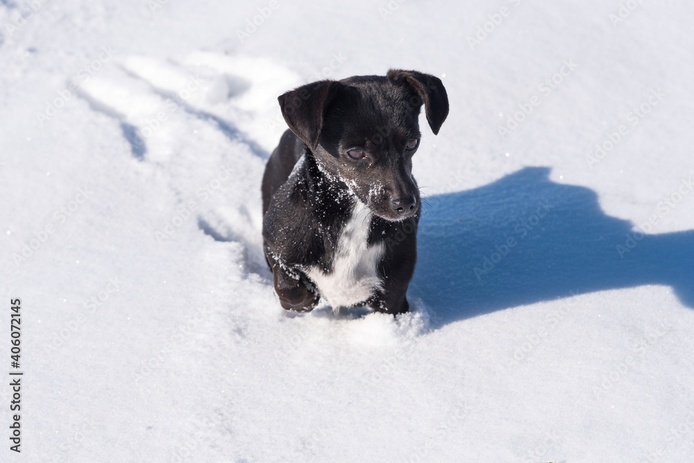 Closeup shot of a cute black puppy on snow in sunlight