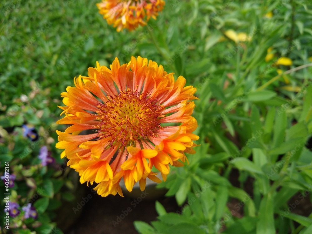Gaillardia grandiflora flower in a garden Gaillardia grandiflora flower in a garden