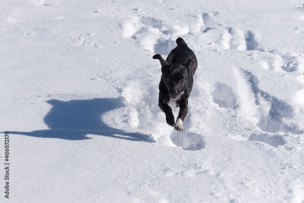Naklejka premium Selective focus shot of a black puppy playing on the snow