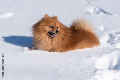 Closeup shot of a cute fluffy Pomeranian dog resting on the snow in sunlight © fuen30