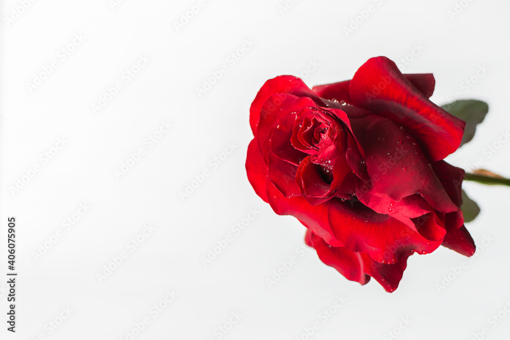 Red roses on a white background top view. A fresh bright bouquet with drops of dew. Happy Valentine's Day, Happy Mother's Day. The concept of a Birthday, Anniversary, wedding. Isolated, copy space Red roses on a white background top view. A fresh bright bouquet with drops of dew. Happy Valentine's Day, Happy Mother's Day. The concept of a Birthday, Anniversary, wedding. Isolated, copy space