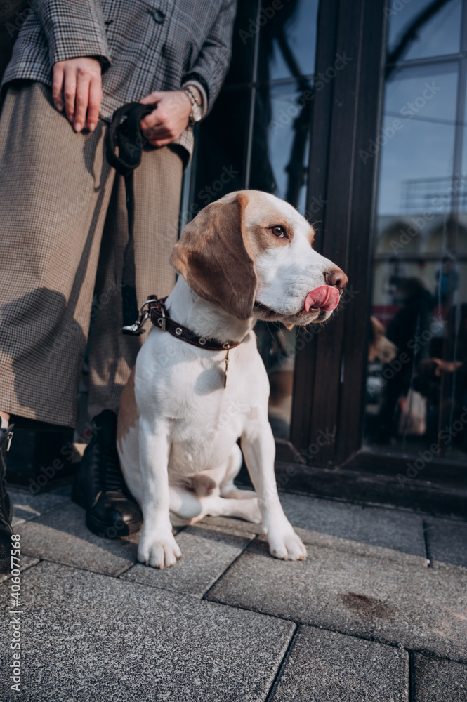 young beautiful dog beagle on a walk